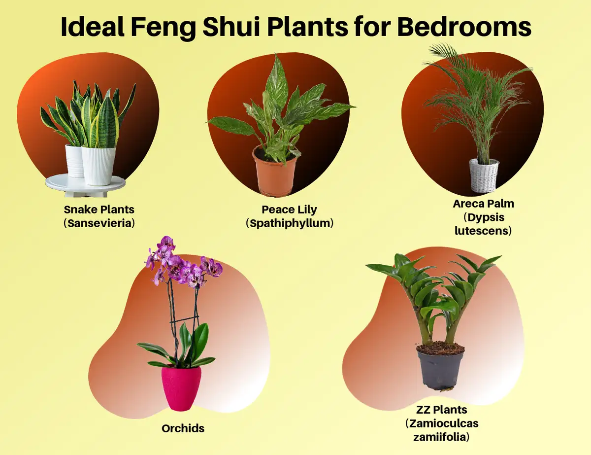 feng shui bedroom peaceful natural light plants