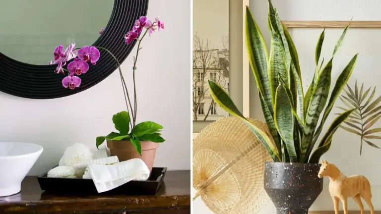 modern feng shui bathroom plants serene spa