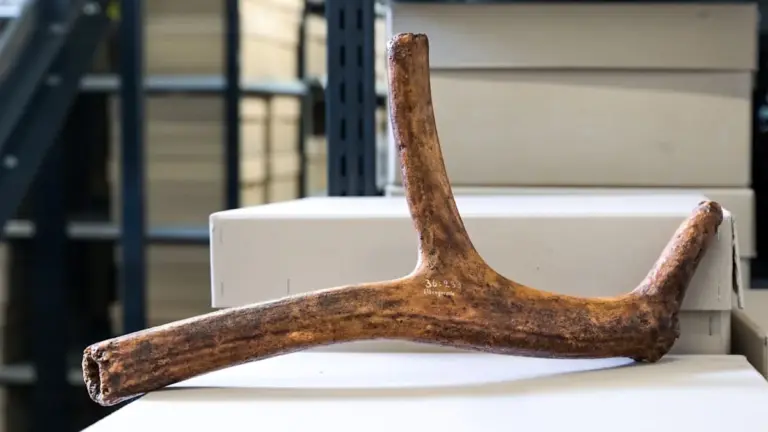 12.000 Jahre alte Knochen in Kiste: Was Archäologen jetzt über deine Heimat verraten