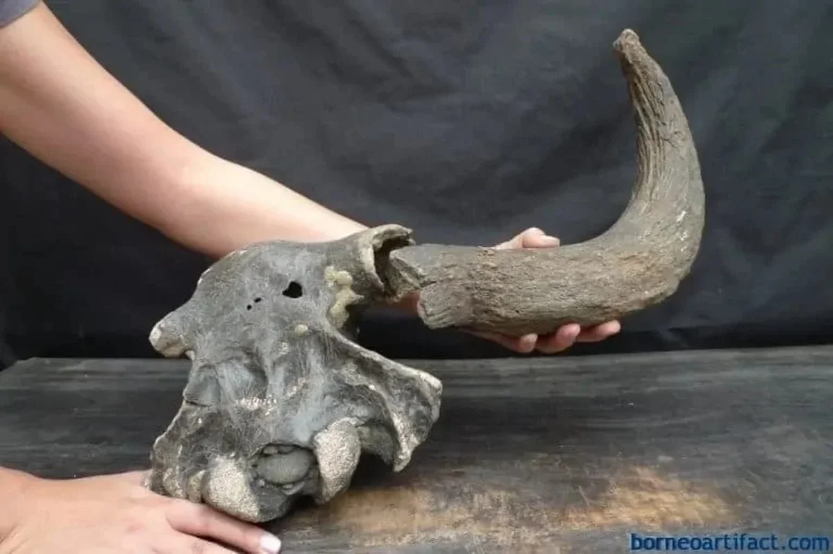 12.000 Jahre alte Knochen in Kiste: Was Archäologen jetzt über deine Heimat verraten - image 1