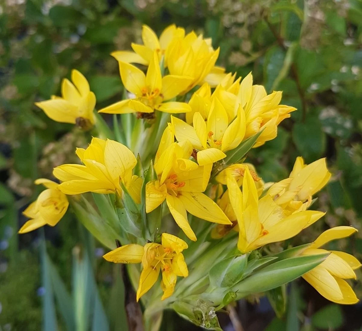 Das Lila-Geheimnis im Garten: Warum diese Bäume selten sind – und wie Sie sie pflegen - image 2