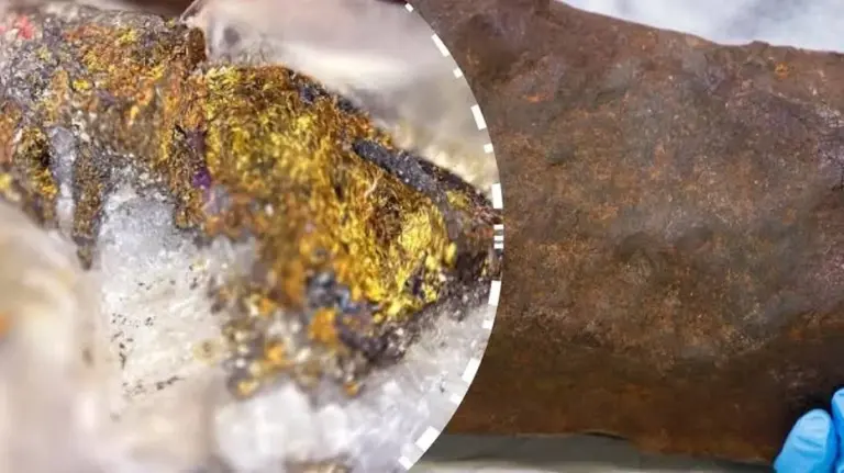 Die faszinierenden Geheimnisse der Hundekommunikation