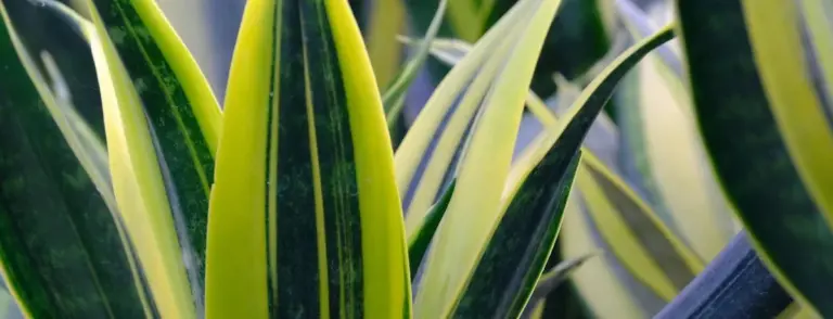 Diese 8 Pflanzen blühen auf, wo andere schon lange aufgegeben haben