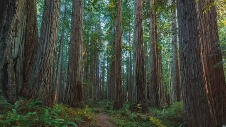 Diese Bäume sind höher als jeder Wohnblock – und Sie stehen jeden Tag neben viel kleineren