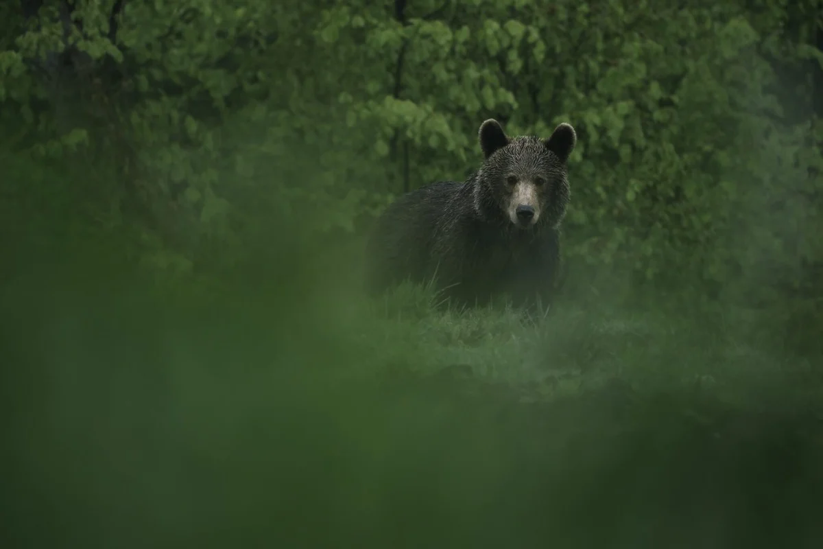 Dieser DNA-Schock: Rumäniens Bärenzahlen sprengen konservative Schätzungen um Zehntausende - image 2