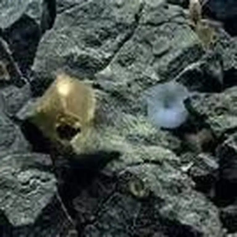 Dieser goldene Ball am Meeresgrund lässt Forscher ratlos zurück