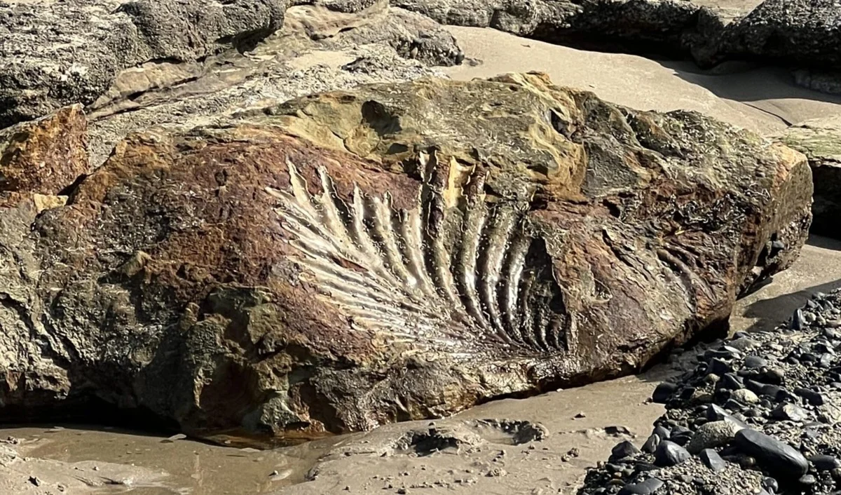 Dieser uralte Wal-Koloss spülte Brasiliens Küste an – und jetzt wird es mysteriös - image 2