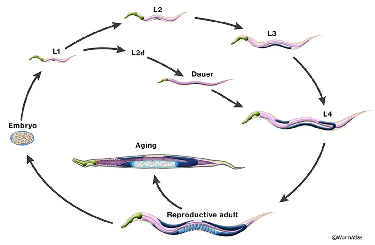 Dieses 26 Jahre alte Labor-Tier wurde jahrelang ignoriert – jetzt ist es der Schlüssel zur Anti-Aging-Forschung - image 2