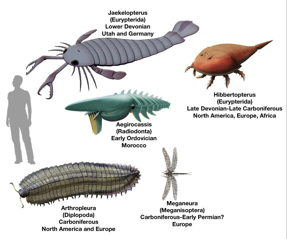 Dieses 2,7-Meter-Insekt fraß sich durchs frühe England – und stellt alles in Frage, was Sie über Evolution dachten - image 1