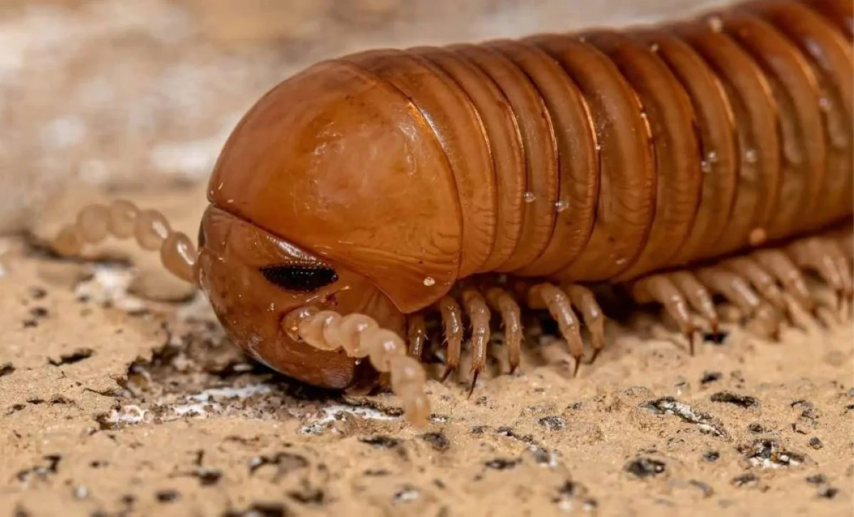 Dieses 2,7-Meter-Insekt fraß sich durchs frühe England – und stellt alles in Frage, was Sie über Evolution dachten