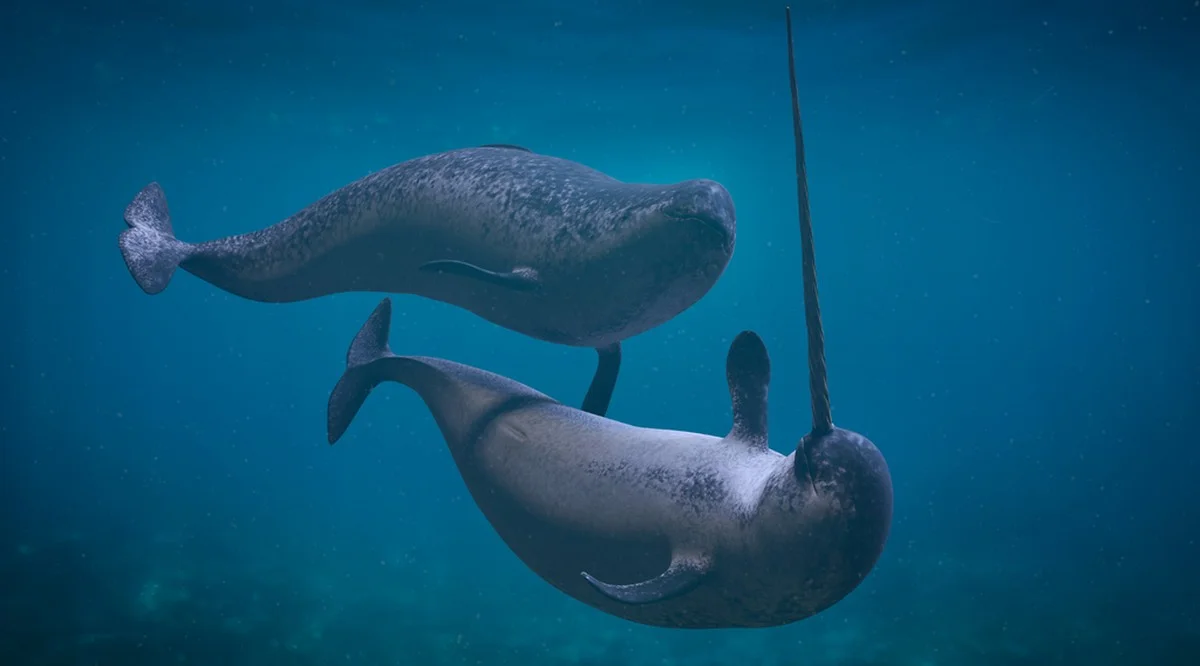 Dieses absurde Ding im Antarktis-Meer saugt seine Opfer gnadenlos aus - image 2