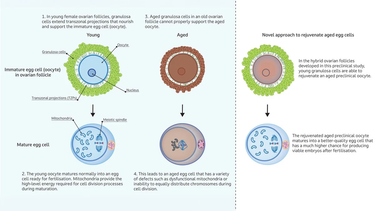 Dieses eine Eiweiß lässt Ihre Eizellen künstlich altern – Forscher können den Prozess JETZT simulieren. - image 1
