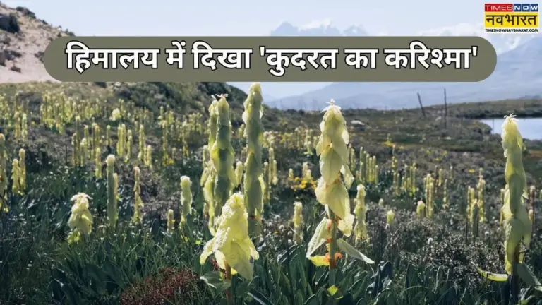 Dieses Himalaya-Gewächs braucht 30 Jahre – und Sie werden es trotzdem nie in der Natur sehen