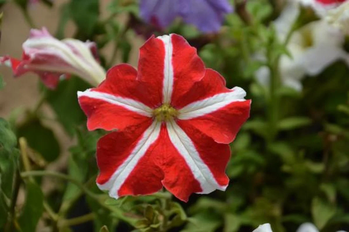 Dieses Himalaya-Gewächs braucht 30 Jahre – und Sie werden es trotzdem nie in der Natur sehen - image 1