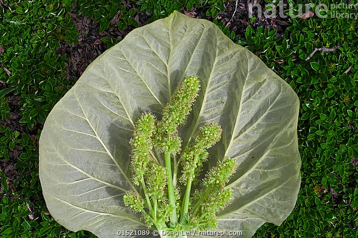 Dieses Himalaya-Gewächs braucht 30 Jahre – und Sie werden es trotzdem nie in der Natur sehen - image 2