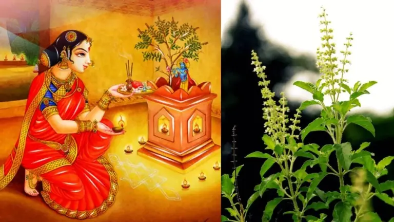 Dieses Körnchen neben deinem heiligen Tulsi kündigt plötzlich Reichtum an