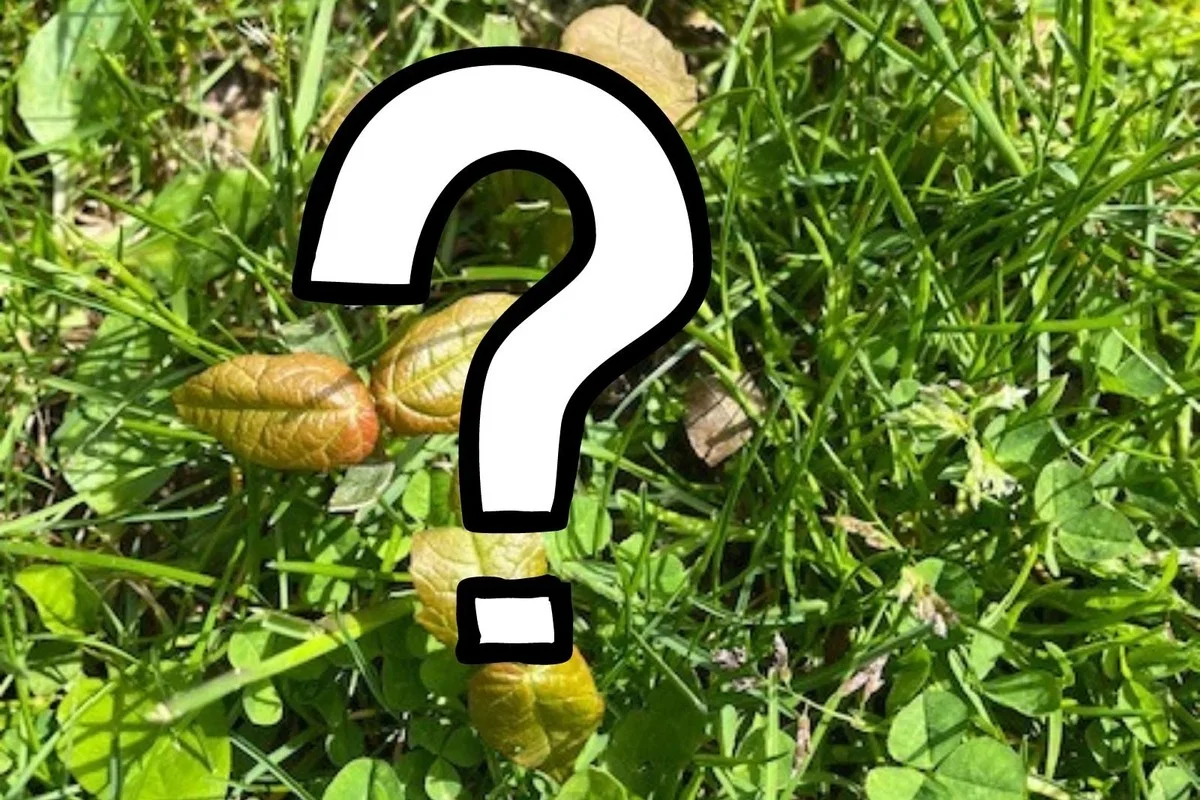 Dieses Körnchen neben deinem heiligen Tulsi kündigt plötzlich Reichtum an - image 2