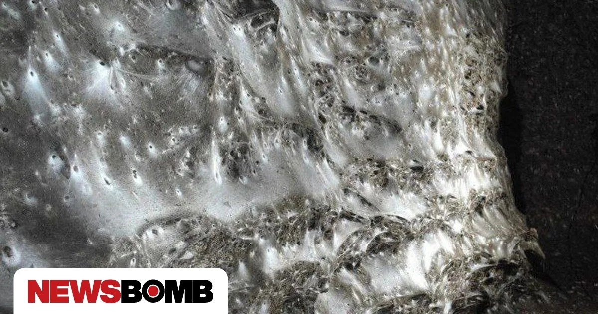 Dieses riesige Netz unter Griechenland frisst 100.000 Opfer – und die Spinnen sind nicht allein