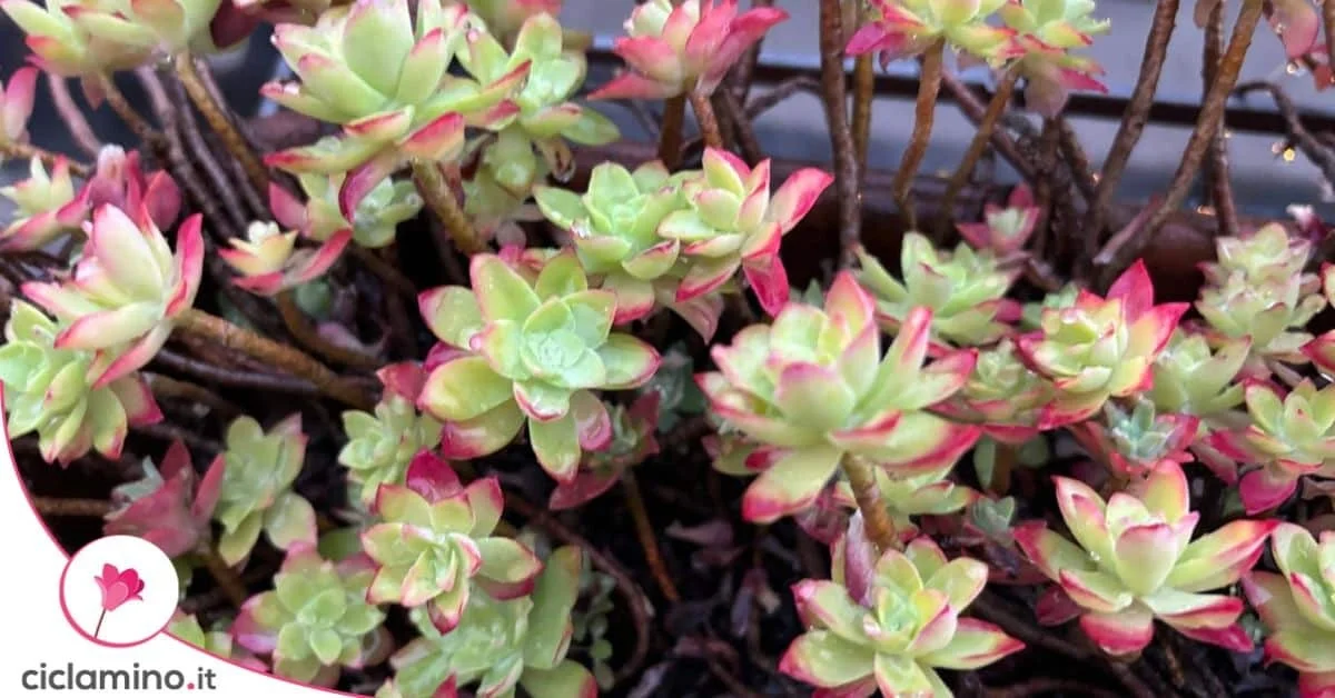 Dieses Sedum-Geheimnis lässt Hobbygärtner verzweifeln (und Sie machen es falsch)