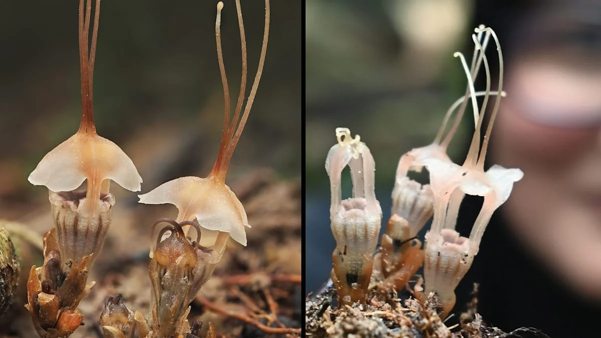 Diese winzige Pflanze ist seltener als Gold – und Sie treten sie beim nächsten Grillen wahrscheinlich kaputt.