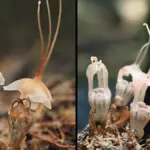 Entdeckung einer extrem seltenen Pflanzenart in Malaysia