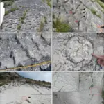 Entdeckung von fossilen Spuren: Einblick in das Verhalten prähistorischer Schildkröten