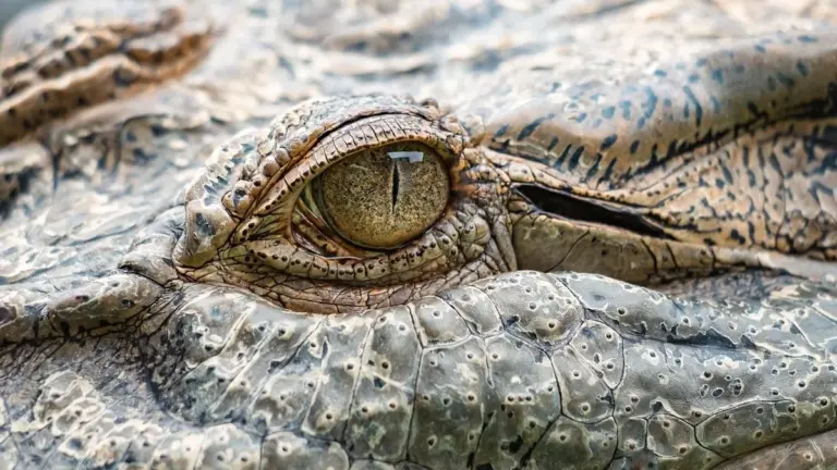 Glauben Sie, Eisbären sind gefährlich? DIESER Biss zerbricht Knochen sofort!