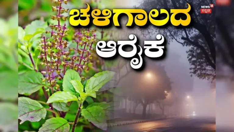 Ihr Basilikum stirbt im Winter ab? Sofort aufhören, diesen einen Fehler beim Gießen zu machen.