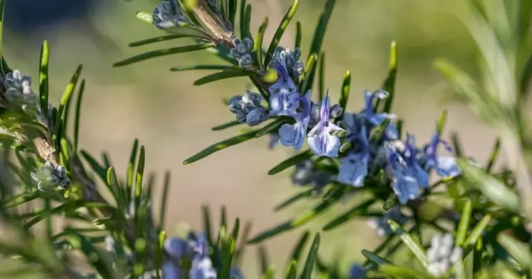 Ihre Küche stirbt leise: Darum ist die Blüte Ihres Rosmarins ein lauter Alarmruf