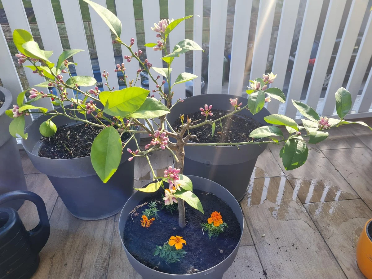 Ihre Küche stirbt leise: Darum ist die Blüte Ihres Rosmarins ein lauter Alarmruf - image 2