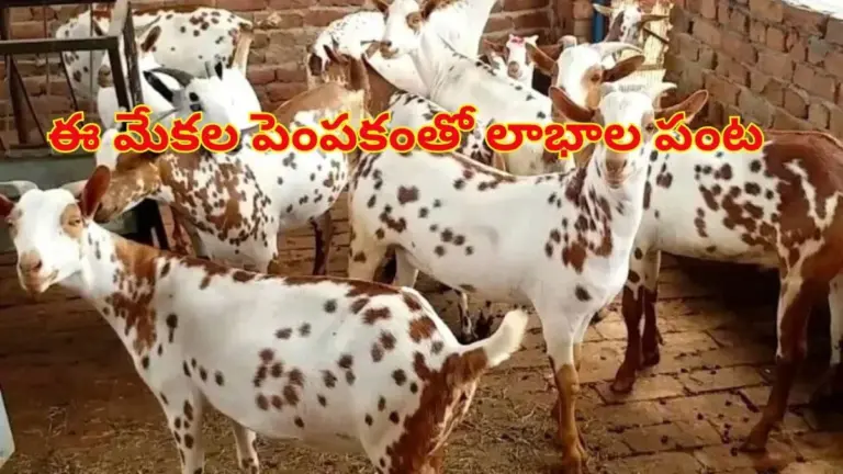 Ihr Job langweilt Sie? Diese Ziegenrasse macht Sie über Nacht reich (und die Milch ist der Hammer)