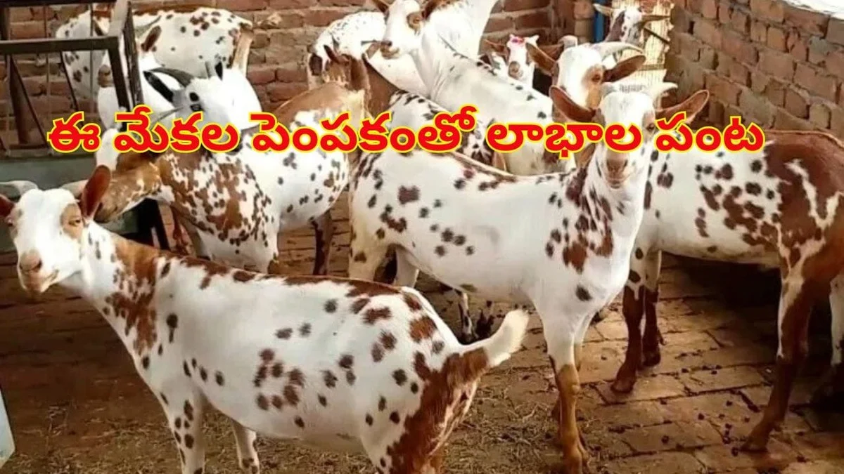 Ihr Job langweilt Sie? Diese Ziegenrasse macht Sie über Nacht reich (und die Milch ist der Hammer)