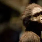 Neue Erkenntnisse über die Lebensweise der Australopithecus Arten