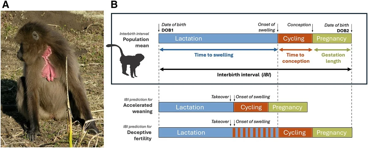 Paviane täuschen Männchen mit falscher Fruchtbarkeit – der Trick rettet Babys - image 1