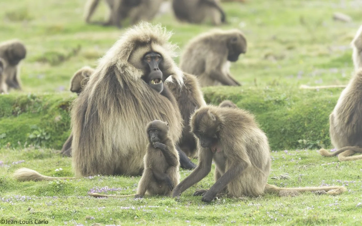 Paviane täuschen Männchen mit falscher Fruchtbarkeit – der Trick rettet Babys