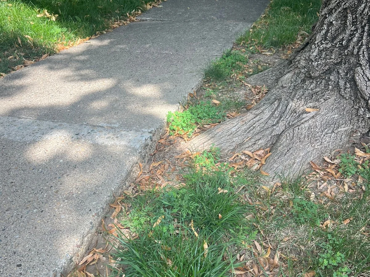 Stoppen Sie Bankerottausgaben: Diese eine Pflanze zerstört garantiert NICHT Ihren Gehweg - image 1