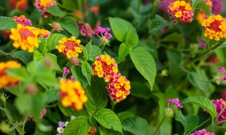 Stoppen Sie diese farbige Pflanze sofort: Sie zerstört Ihre heimische Natur.
