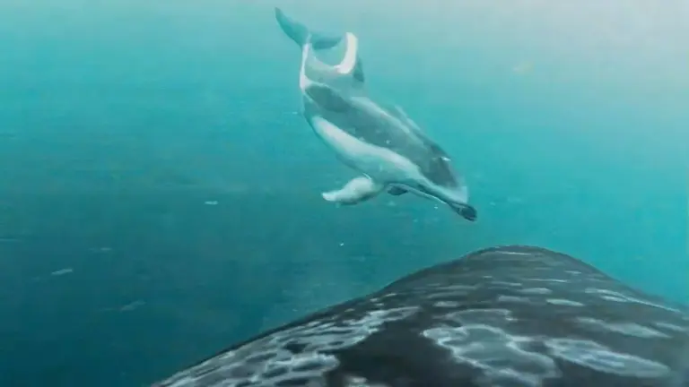 Verbote für Orcas gebrochen: Was diese Delfine heimlich für die Killerwale tun