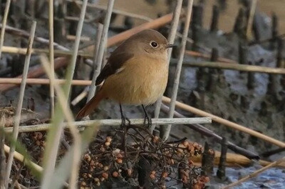 Warum 90% der Besucher diesen scheinbar leeren Schilfhain meiden – und welche 5 Vögel dort gerade um Futter kämpfen