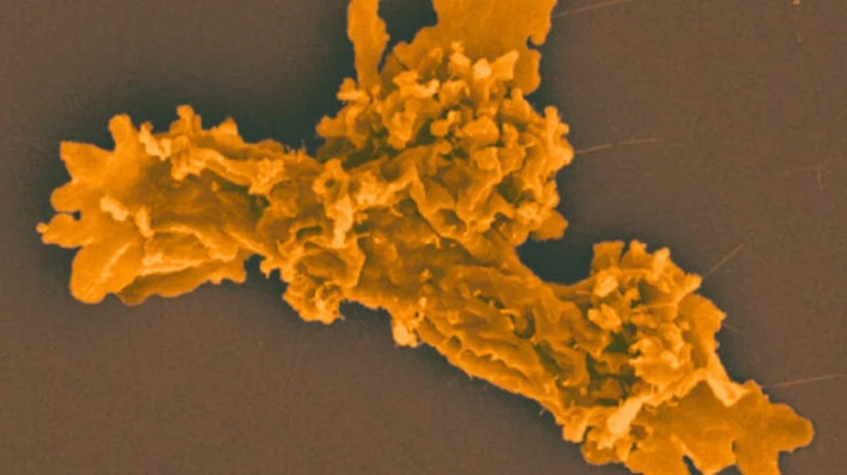 Warum deine Heizung im Winter das kleinste Problem ist: Dieser Einzeller bricht alle Biologie-Regeln - image 1