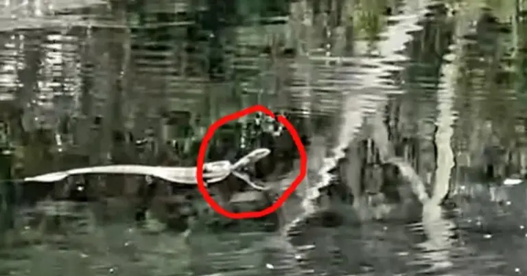 Warum diese 1,5-Meter-Königskobra plötzlich 7 Kilo wiegt – und was das für Ihr Leben bedeutet