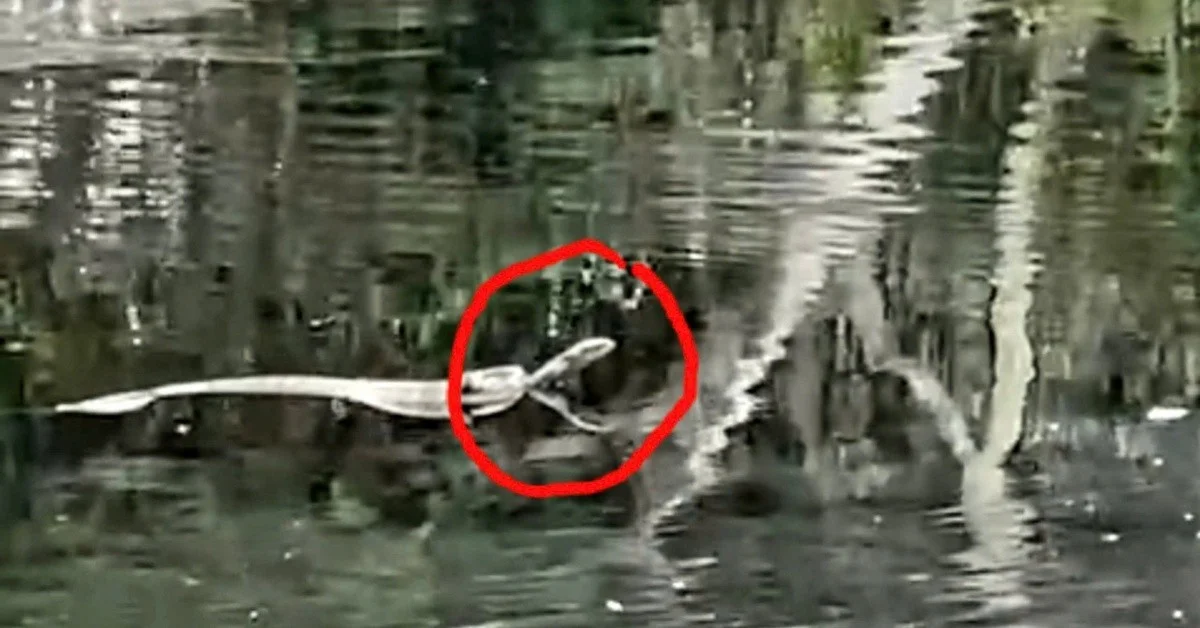 Warum diese 1,5-Meter-Königskobra plötzlich 7 Kilo wiegt – und was das für Ihr Leben bedeutet