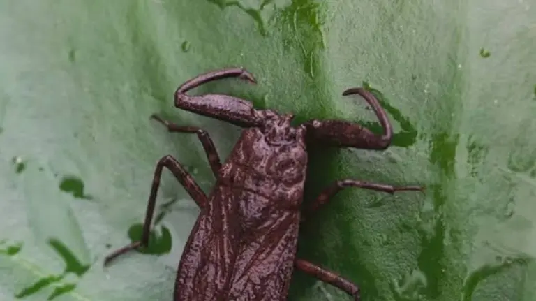 Warum diese „Wasserwanzen“ jetzt aus den Teichen strömen – und was Sie NICHT tun dürfen