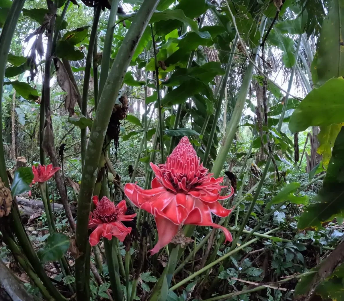 Warum Ihr nächster Waldspaziergang eine Rarität fast vernichtet hat - image 1