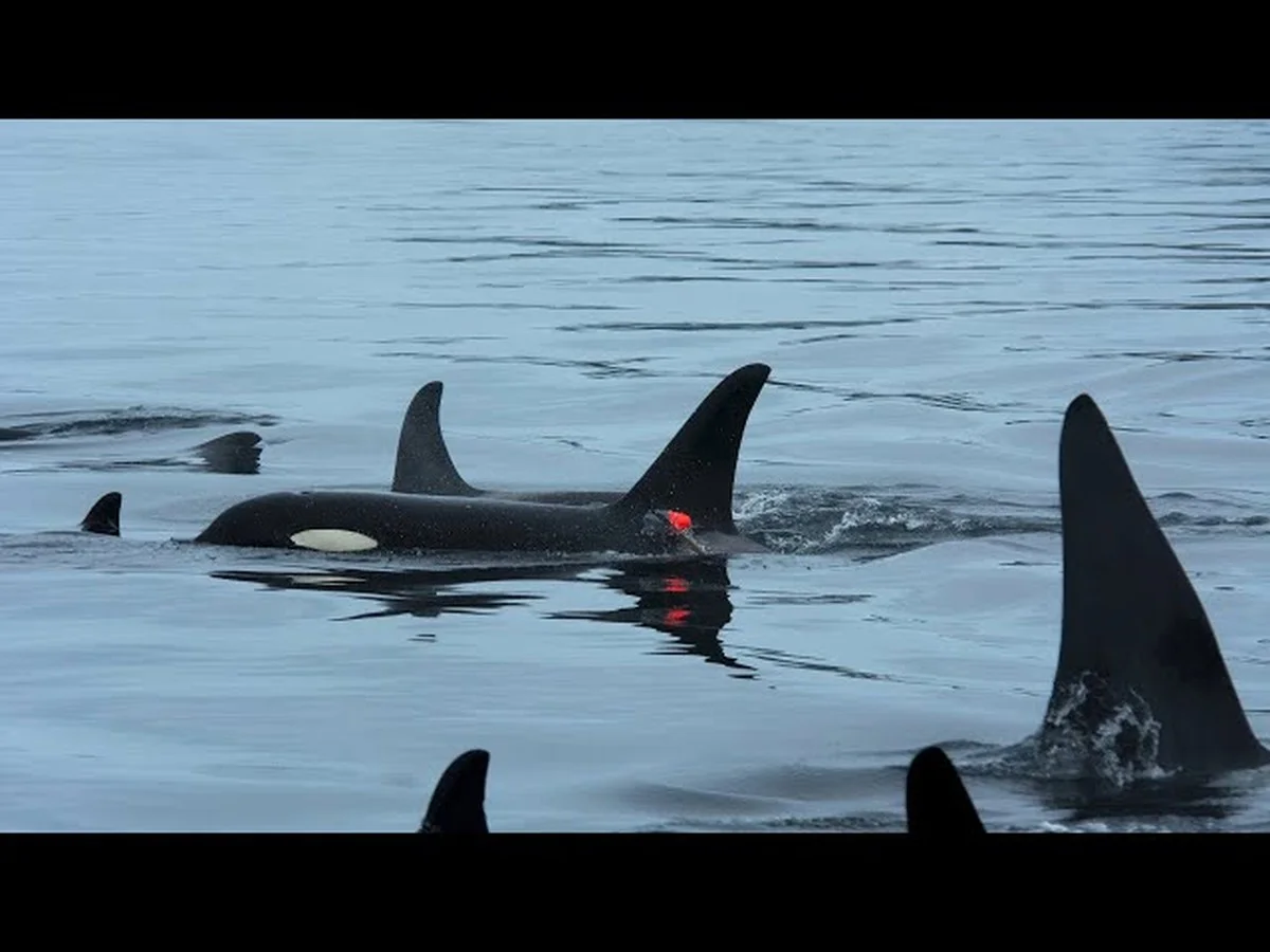 Warum Orcas plötzlich Delfinen bei der Jagd folgen: Die verborgene Wahrheit vor Vancouver Island - image 1
