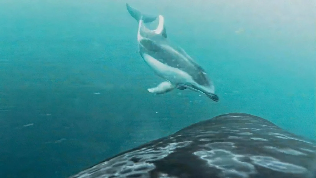 Warum Orcas plötzlich Delfinen bei der Jagd folgen: Die verborgene Wahrheit vor Vancouver Island