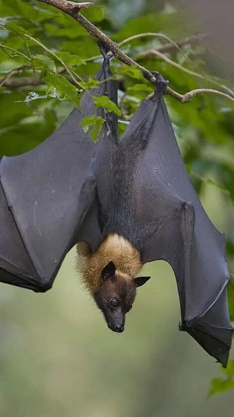 Warum Sie Fledermäuse nie aufrecht stehen sehen – der versteckte Trick des Körpers