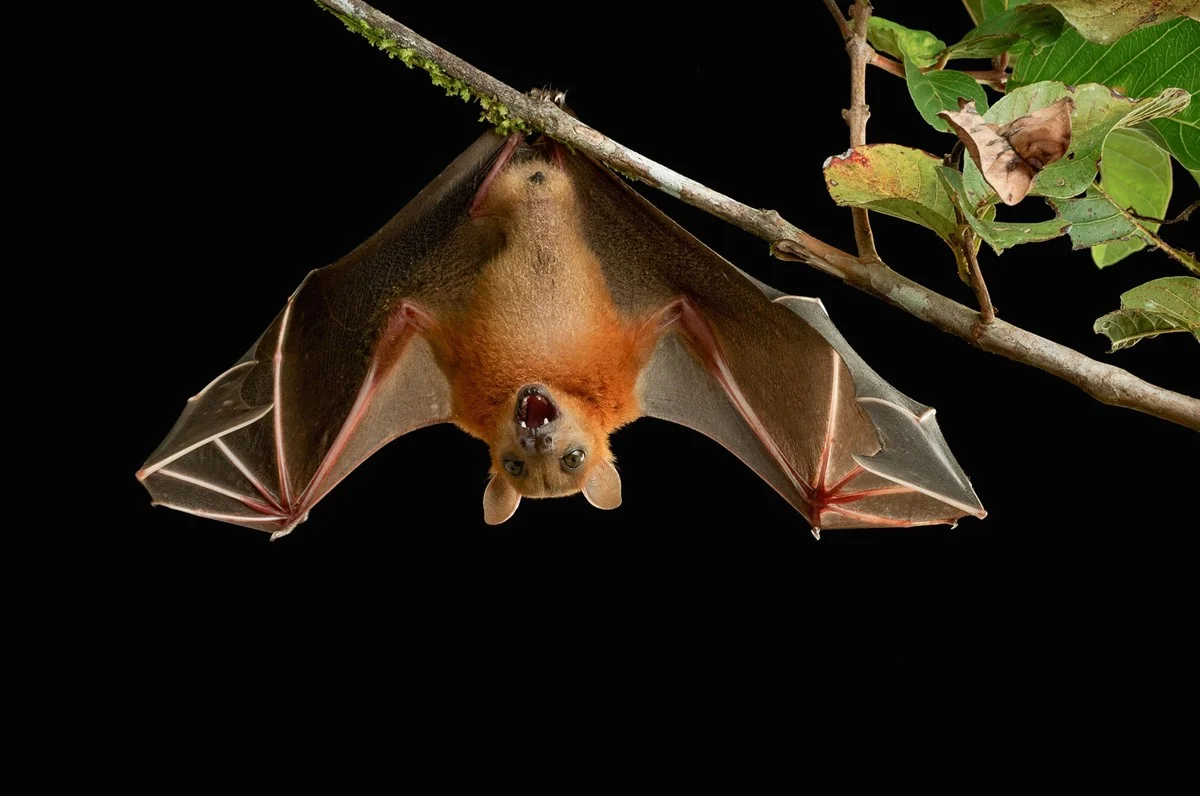 Warum Sie Fledermäuse nie aufrecht stehen sehen – der versteckte Trick des Körpers - image 1