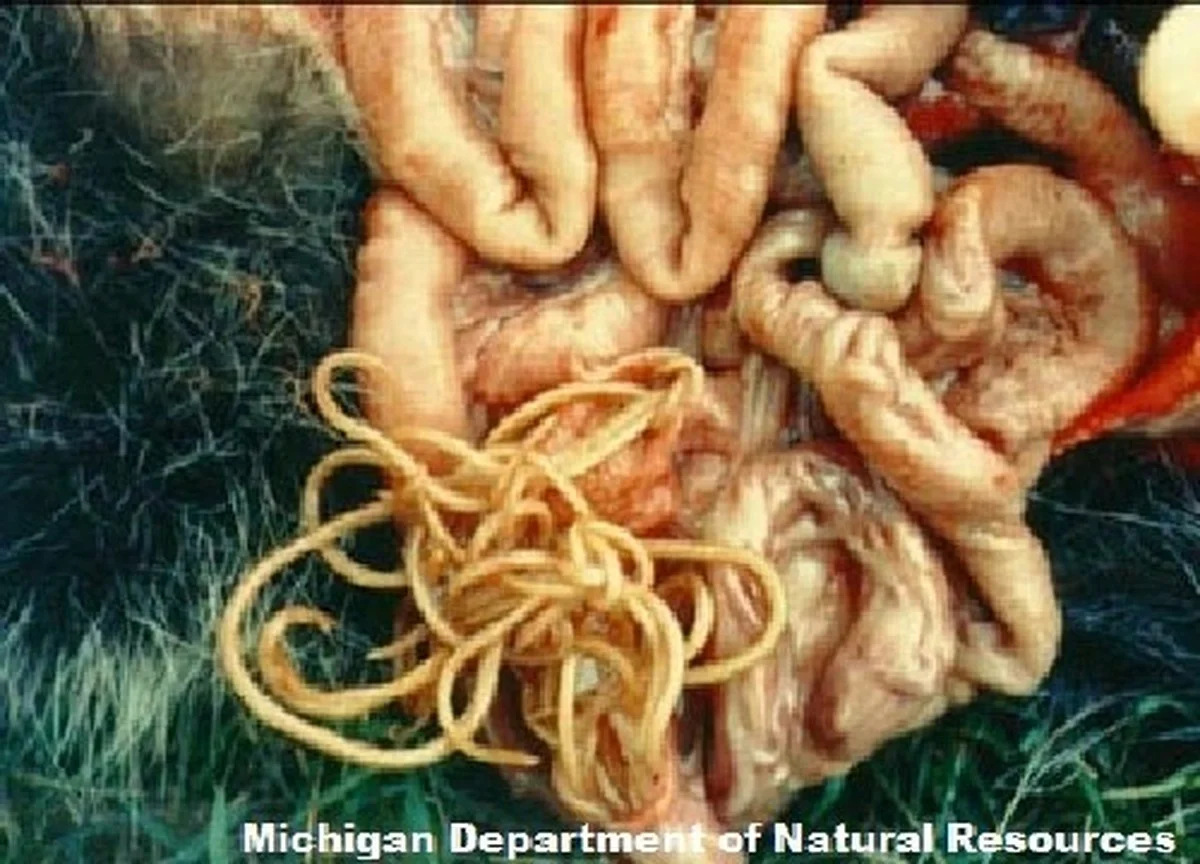 Was dieser Waschbär neben den Vögeln noch alles in Ihre Haut schleppt - image 1