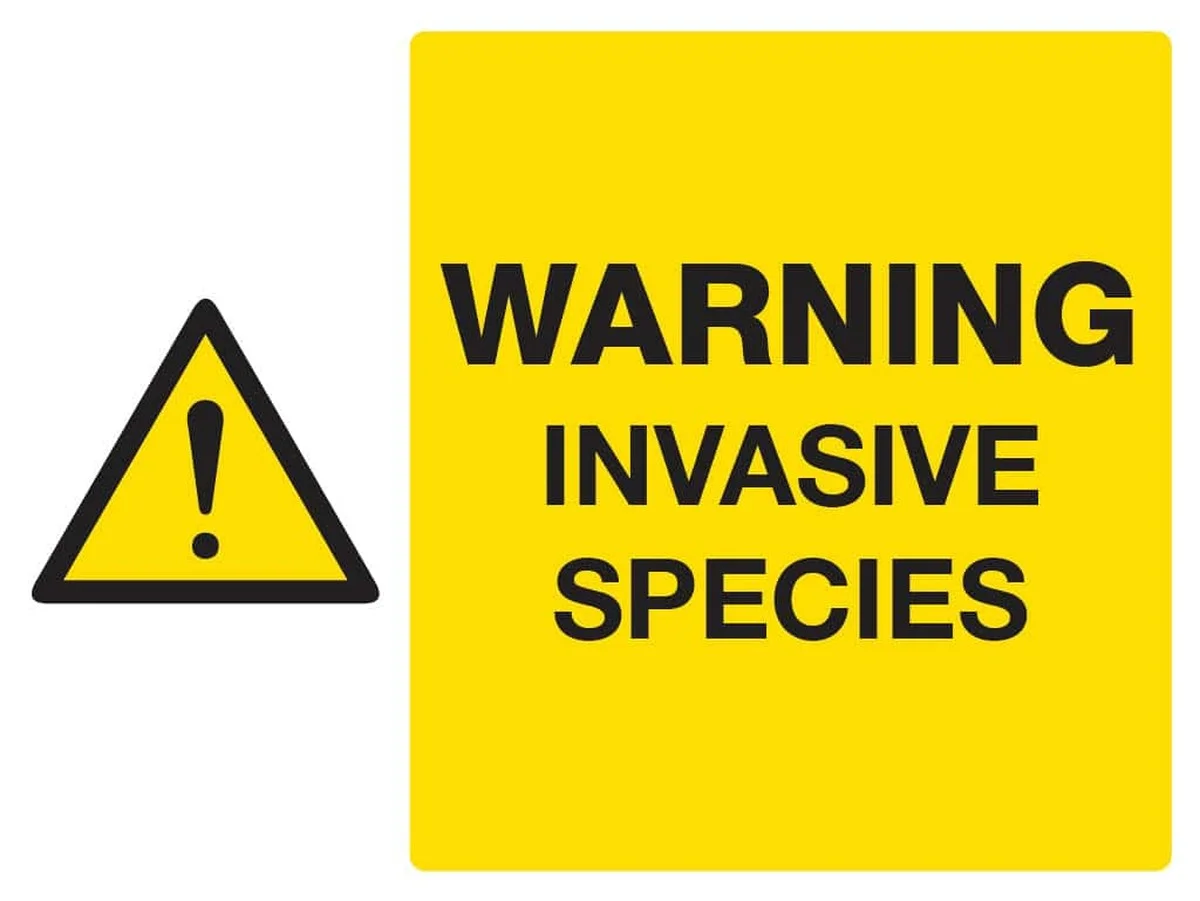 Was dieser Waschbär neben den Vögeln noch alles in Ihre Haut schleppt - image 2